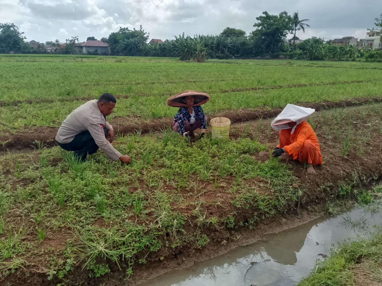 Manfaatkan Lahan Kosong, Polsek Pasar Kemis Bersama Warga Tanam Kucai
