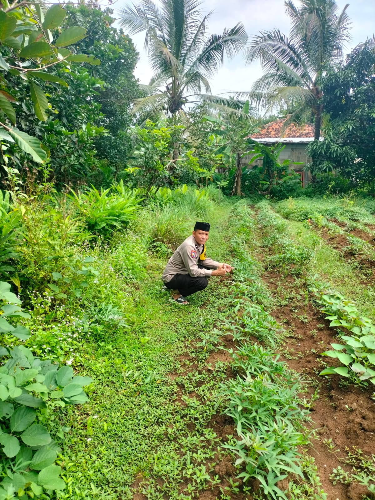 Dalam mendukung program Ketahanan Pangan Polsek Rajeg Polresta Tangerang Gelar Program Kapolda Banten Poliran dan Pendataan Pekarangan Lestari di Kecamatan Rajeg