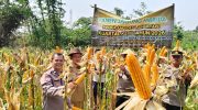 Wakapolsek Cikupa Hadiri Panen Jagung Program 1 Desa 2 Hektar di Pasir Jaya, Perkuat Ketahanan Pangan Nasional
