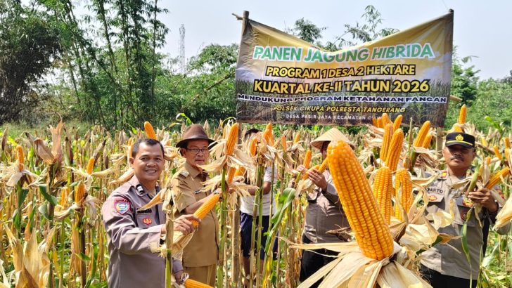 Wakapolsek Cikupa Hadiri Panen Jagung Program 1 Desa 2 Hektar di Pasir Jaya, Perkuat Ketahanan Pangan Nasional