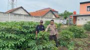 Dukung Ketahanan Pangan, Bhabinkamtibmas Desa Karang Serang Dampingi Program Pekarangan Lestari