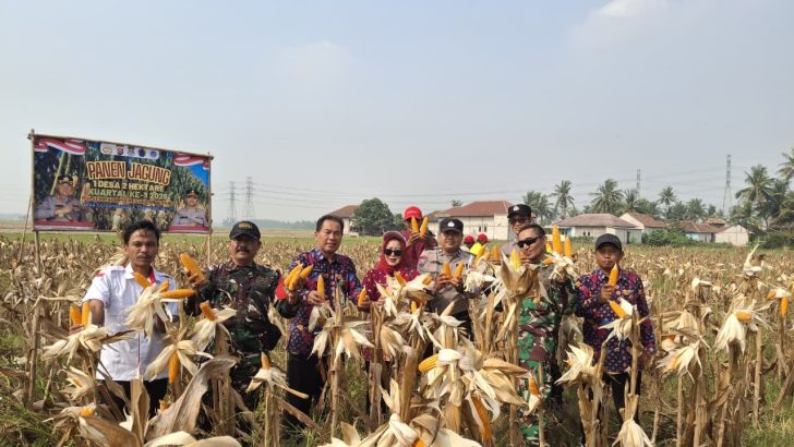 Polsek Mauk Panen Jagung Hibrida Program 1 Desa 2 Hektare di Desa Patramanggala